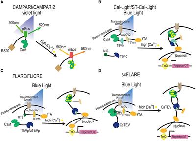 Frontiers Exploring the memory existing activity dependent